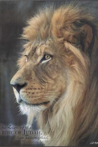 603799564359 Lion Of The Tribe Of Judah Plock (Plaque)